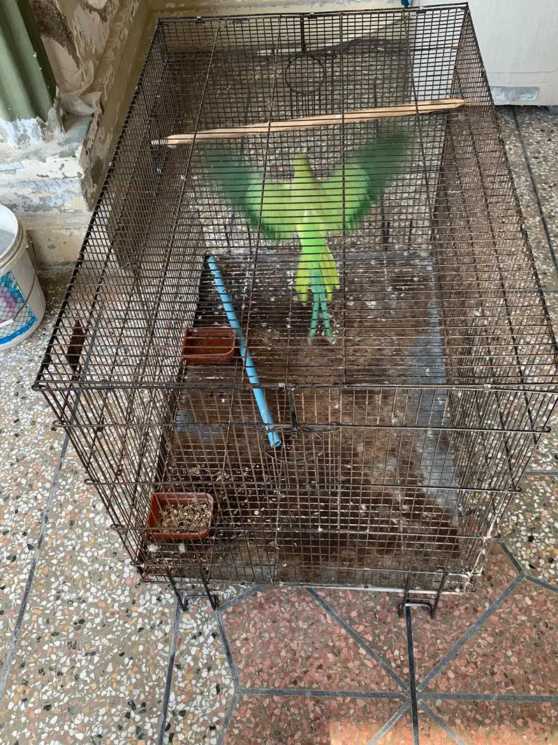 Parrot and Cage for sale — photo 3