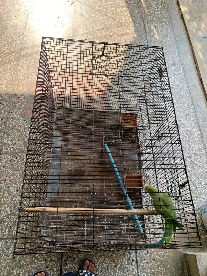 Parrot and Cage for sale — photo 4