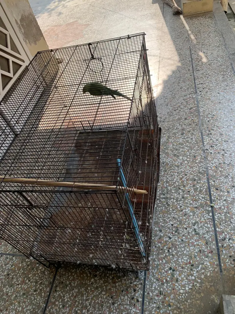 Parrot and Cage for sale — photo 5
