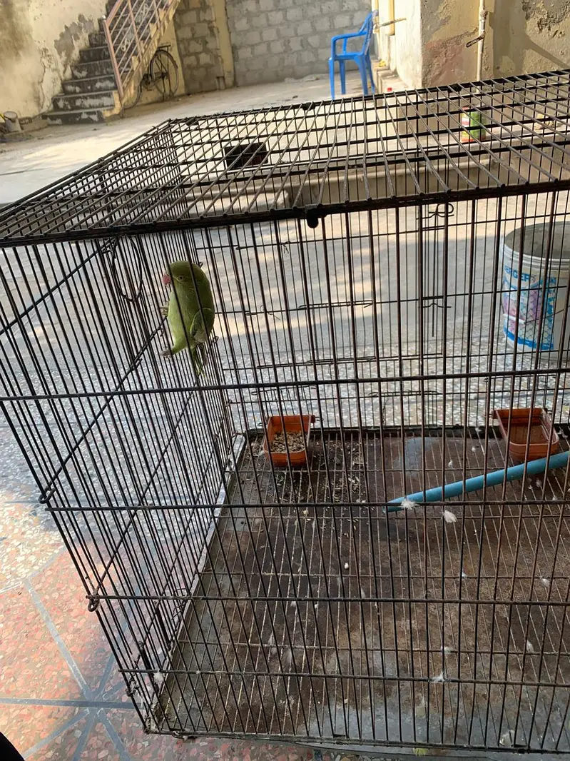 Parrot and Cage for sale — photo 6