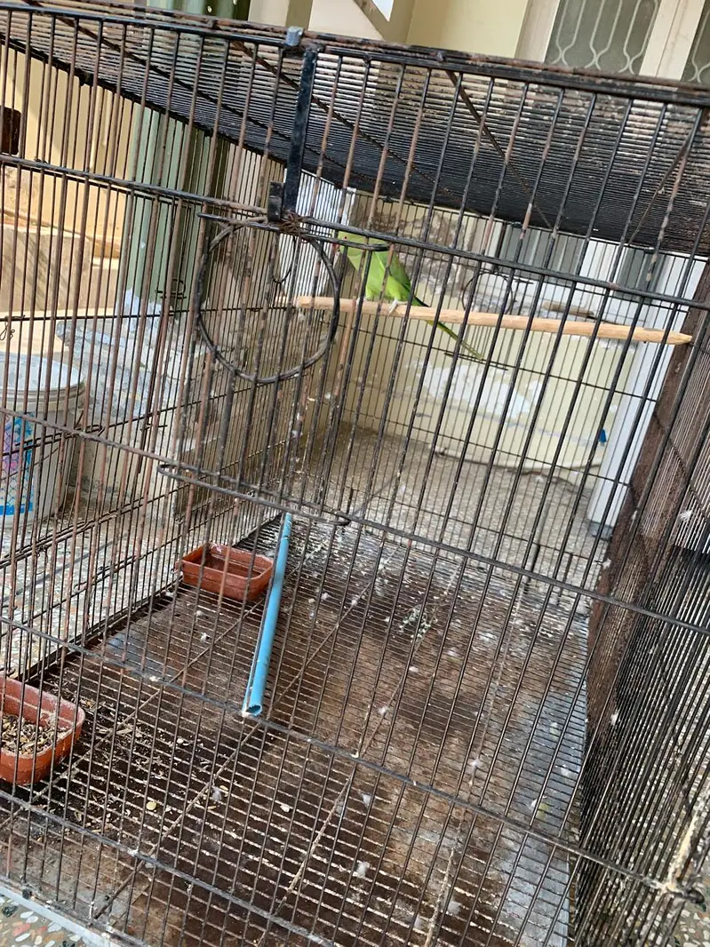 Parrot and Cage for sale — photo 7