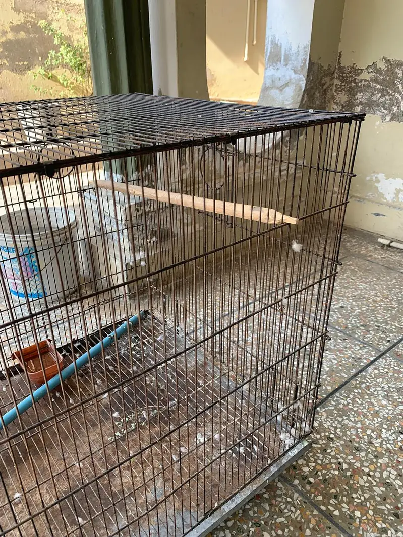 Parrot and Cage for sale — photo 8