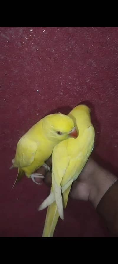 Yellow  handtame pair forsale