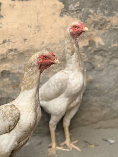Aseel heera shamo murgi 2
