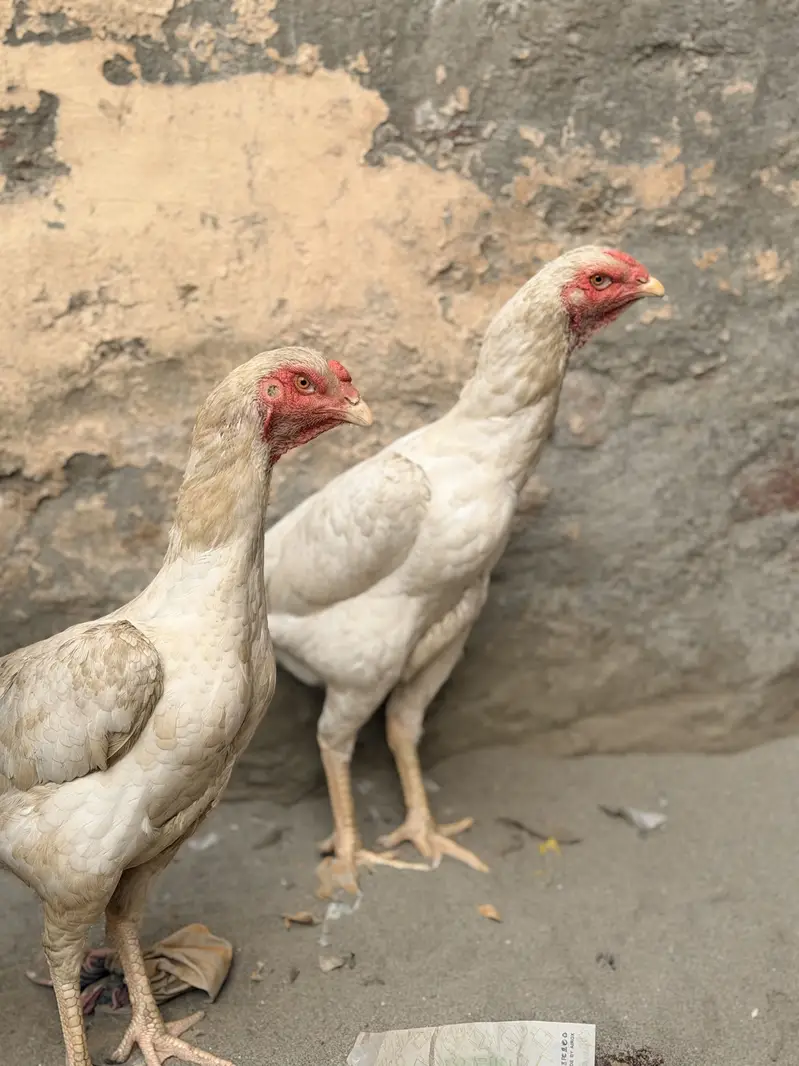Aseel heera shamo murgi 2 — photo 2