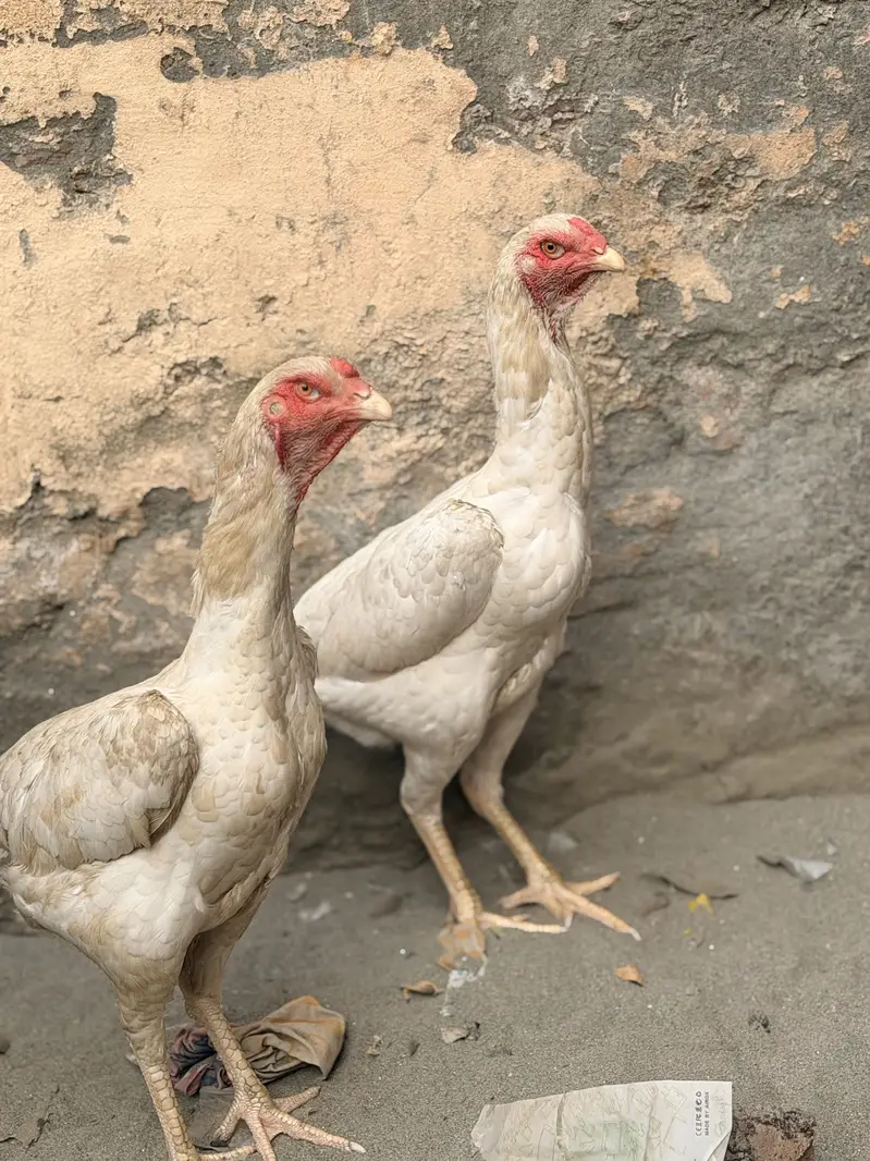 Aseel heera shamo murgi 2 — photo 3