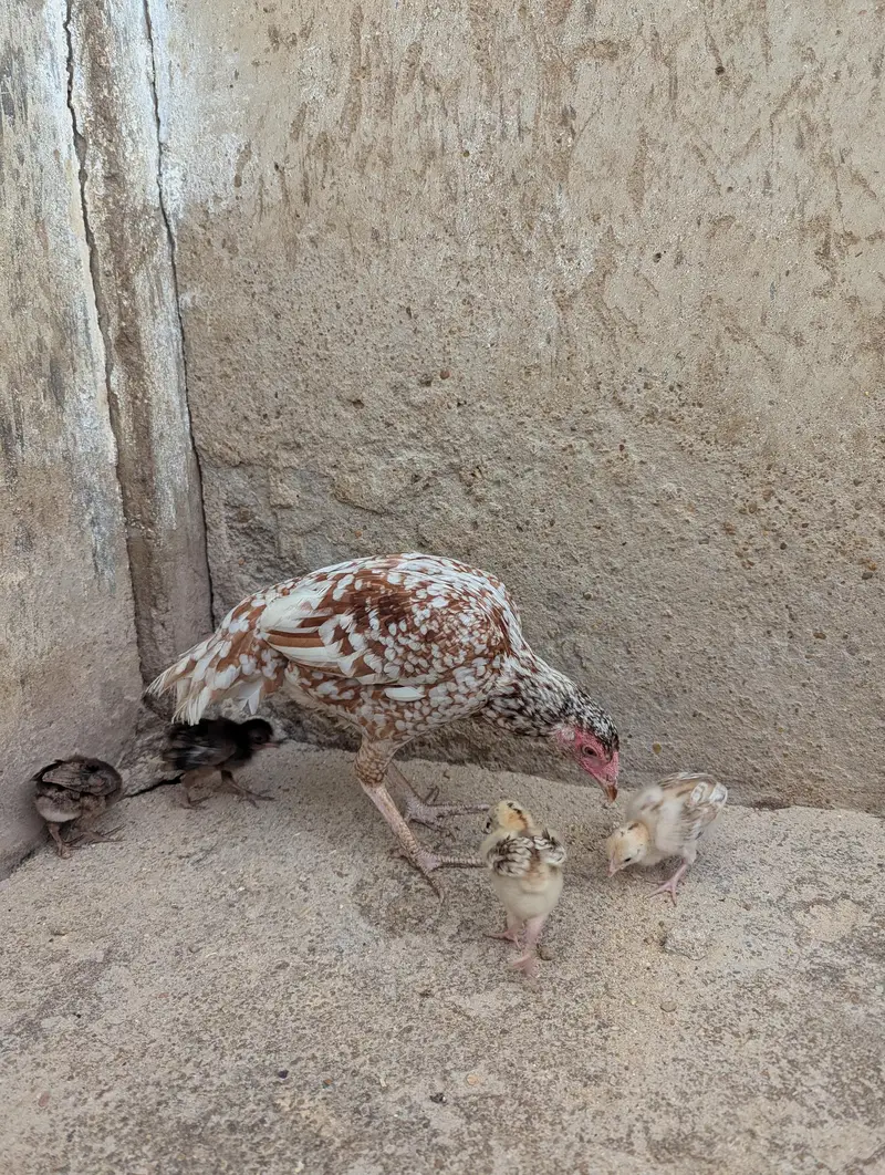 mianwali murgi — photo 2