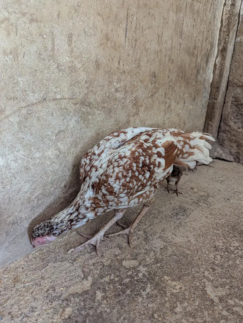 mianwali murgi — photo 3