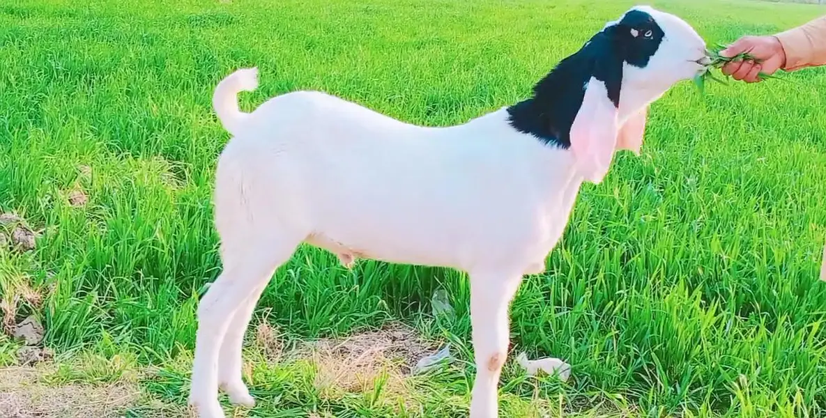 gulabi Bakra for sale call_03230718297
