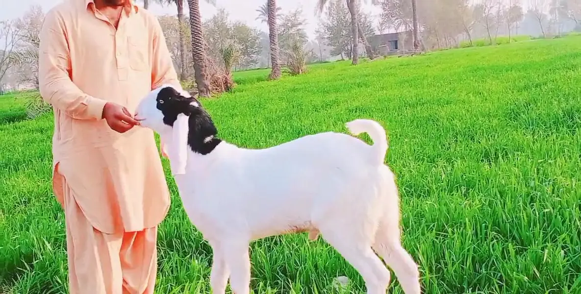 gulabi Bakra for sale call_03230718297 — photo 2
