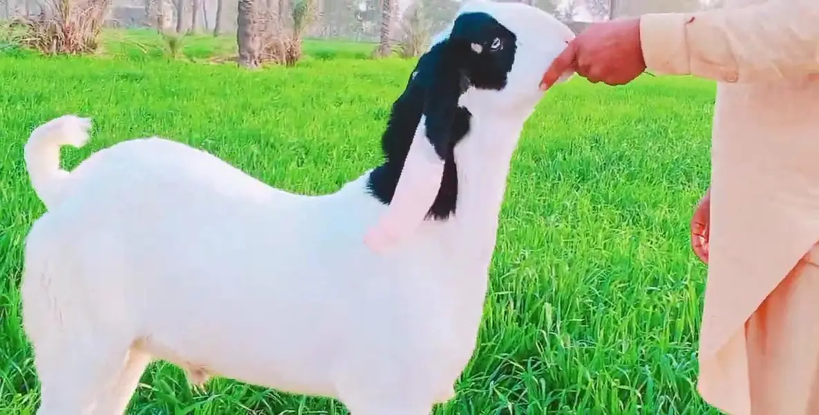gulabi Bakra for sale call_03230718297 — photo 3