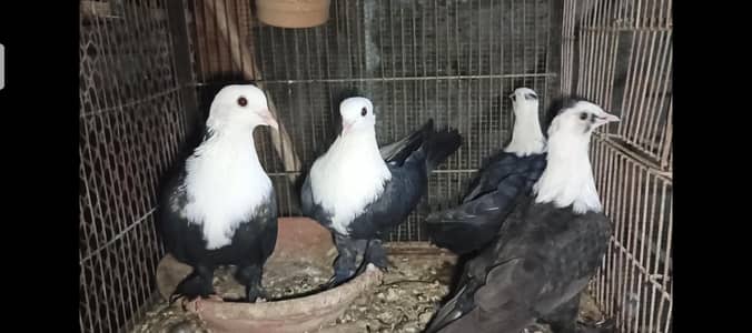 Black karbali