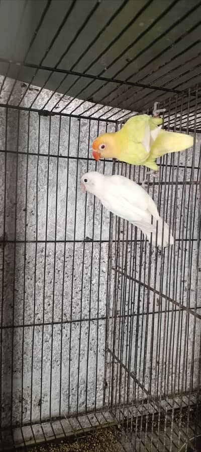 love birds brider pair 3500 + zebra Finch 2000