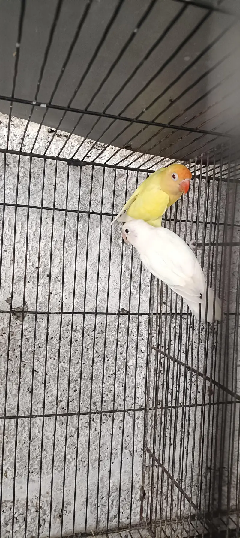love birds brider pair 3500 + zebra Finch 2000 — photo 2
