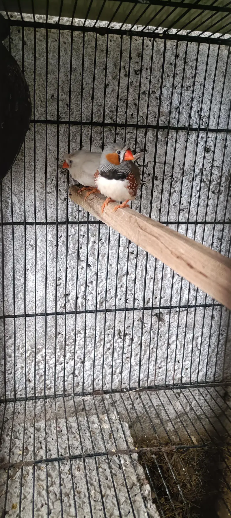 love birds brider pair 3500 + zebra Finch 2000 — photo 3