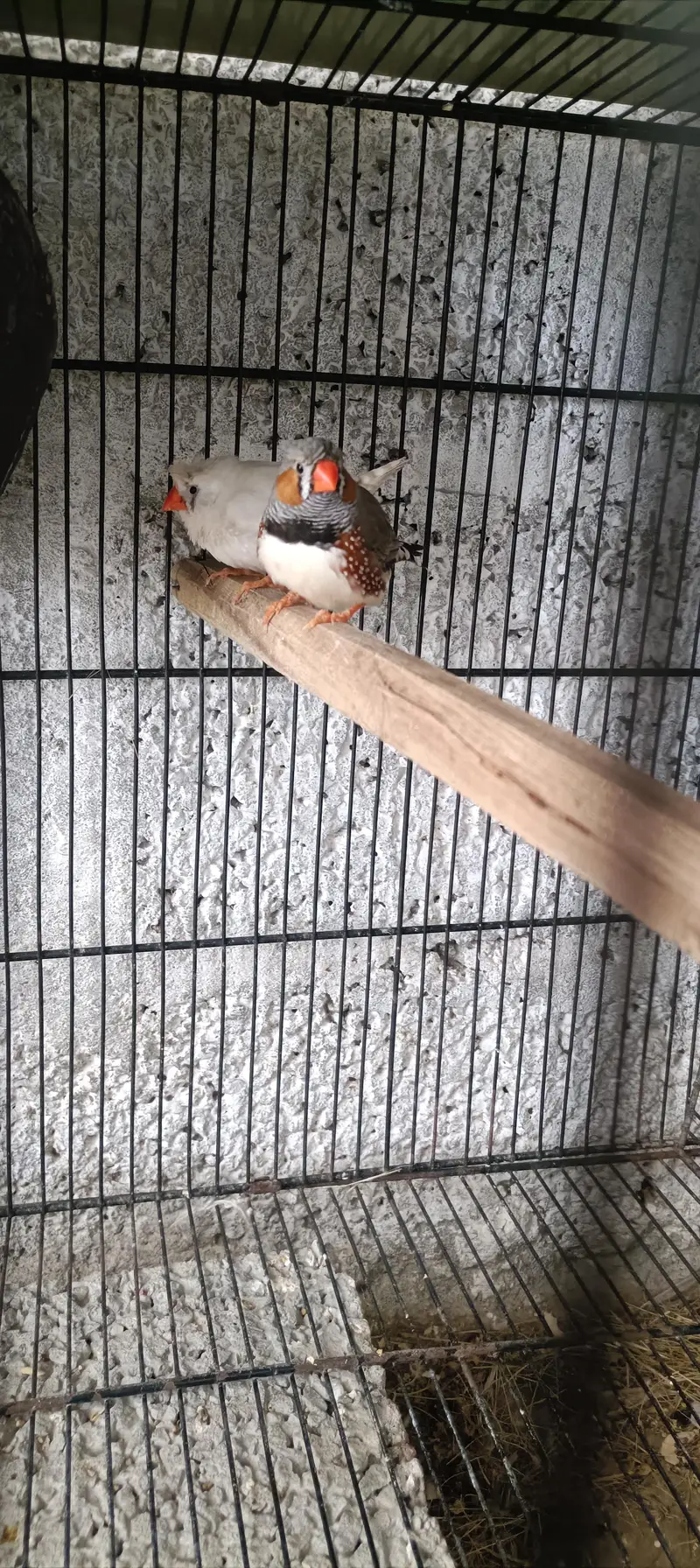 love birds brider pair 3500 + zebra Finch 2000 — photo 4