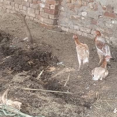 aseel desi hens for sell ready for breed