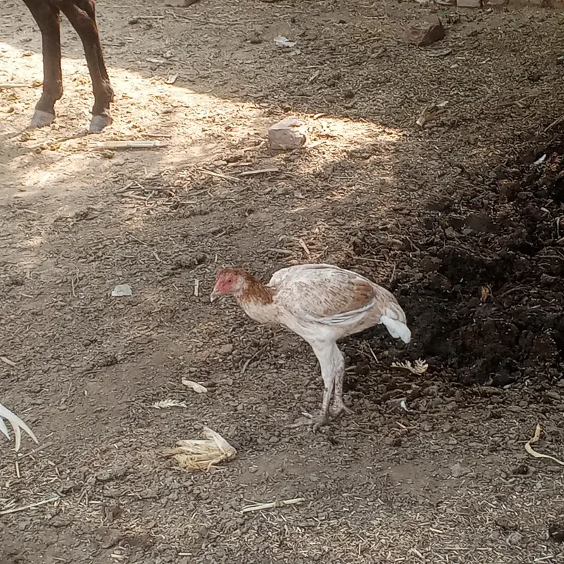 aseel desi hens for sell ready for breed — photo 2
