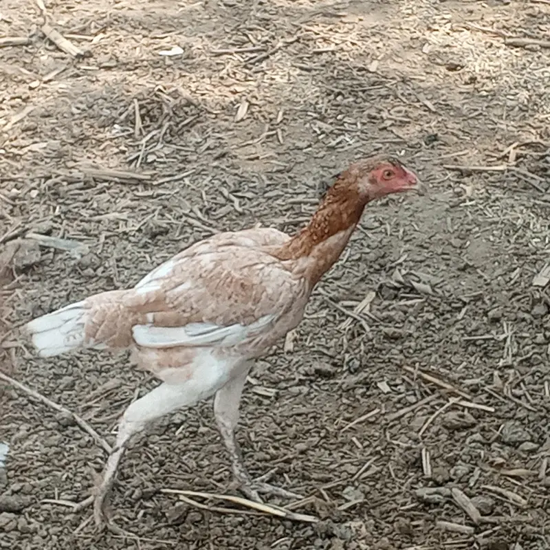 aseel desi hens for sell ready for breed — photo 3