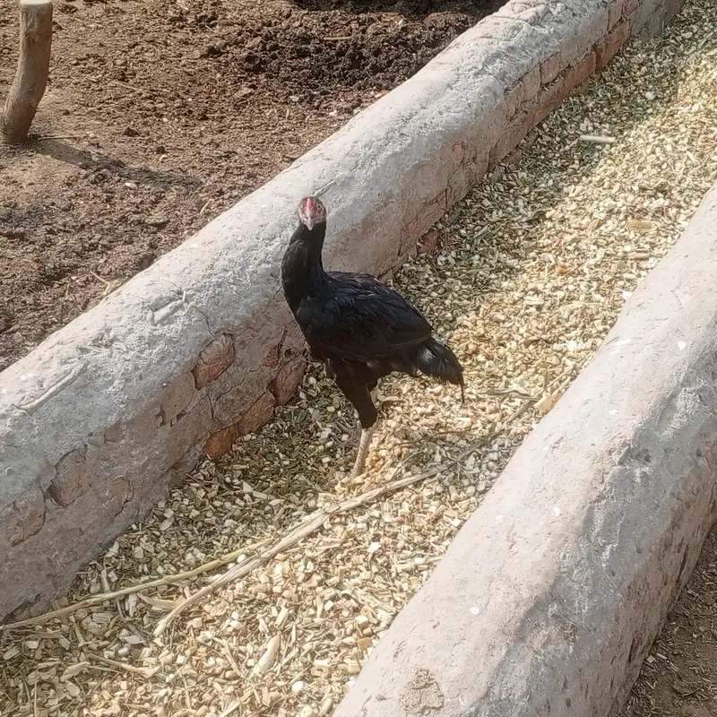 aseel desi hens for sell ready for breed — photo 4
