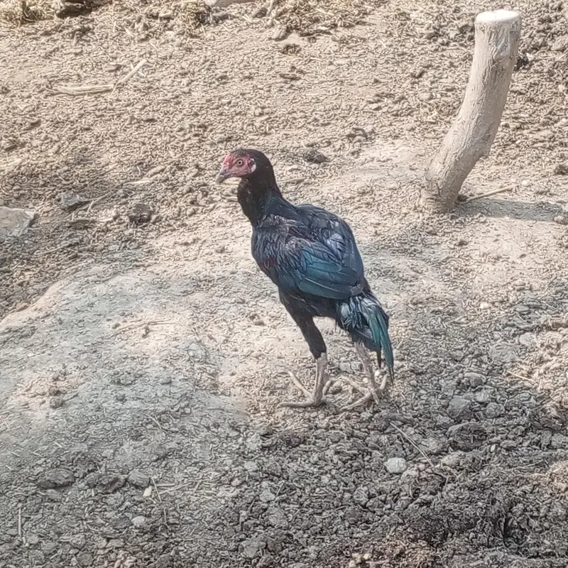 aseel desi hens for sell ready for breed — photo 5