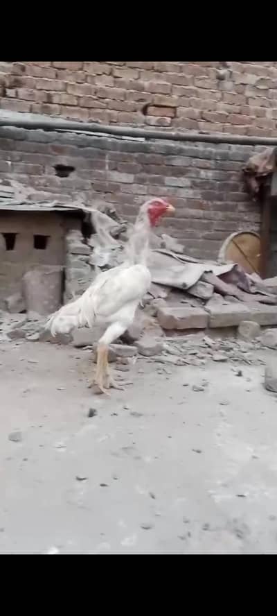 murga
