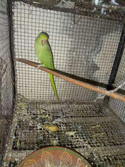 Beautiful parrot Available for sale healthy and active