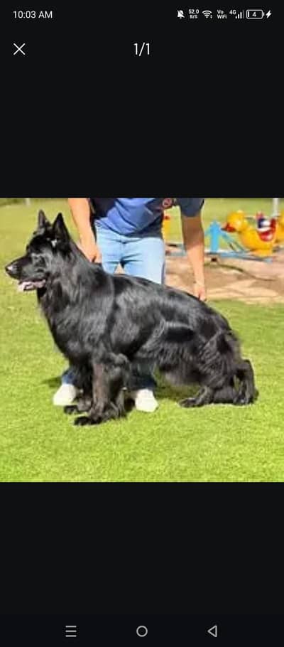 Pedigree long coated Black german shepherd puppies for sale