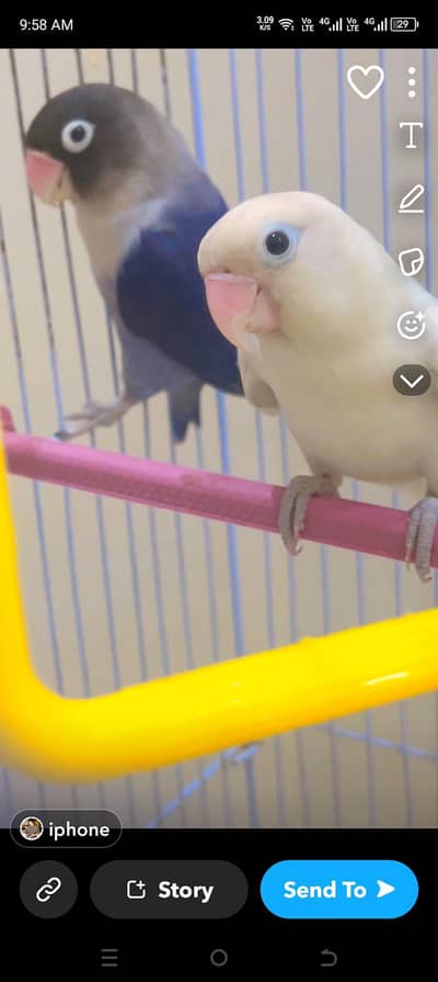 Lovebirds Breeder Pair