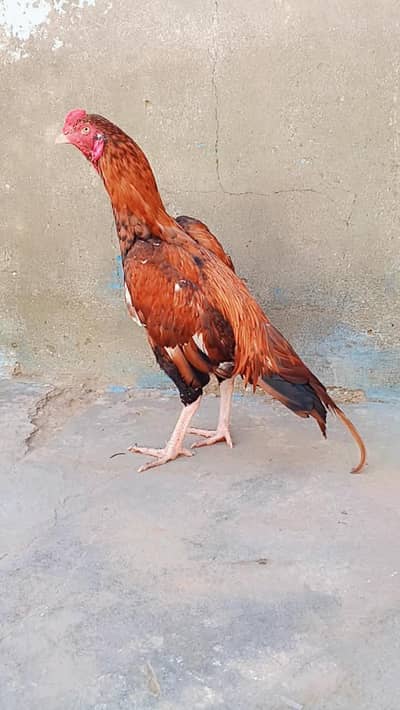Peela patha for Sale full zer dum mazbut band jorr white nok nali