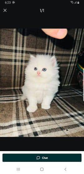 Persian cat for sale male or female WhatsApp 348=60=30=296