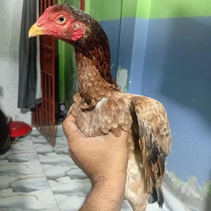pure aseel birds — photo 2