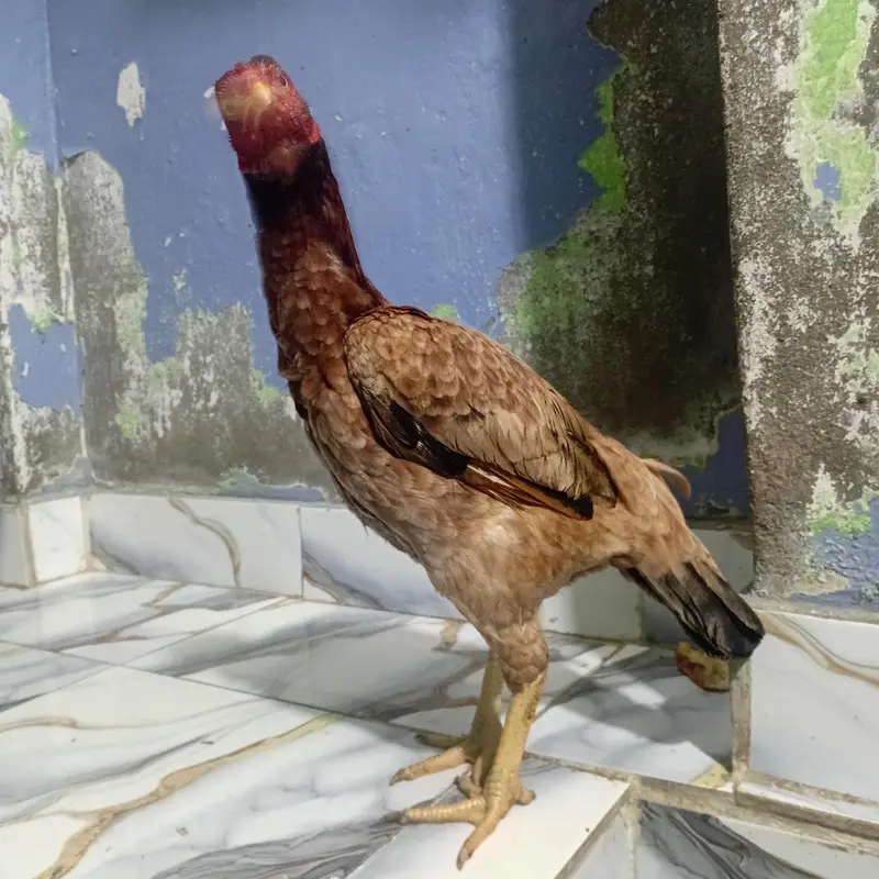 pure aseel birds — photo 3