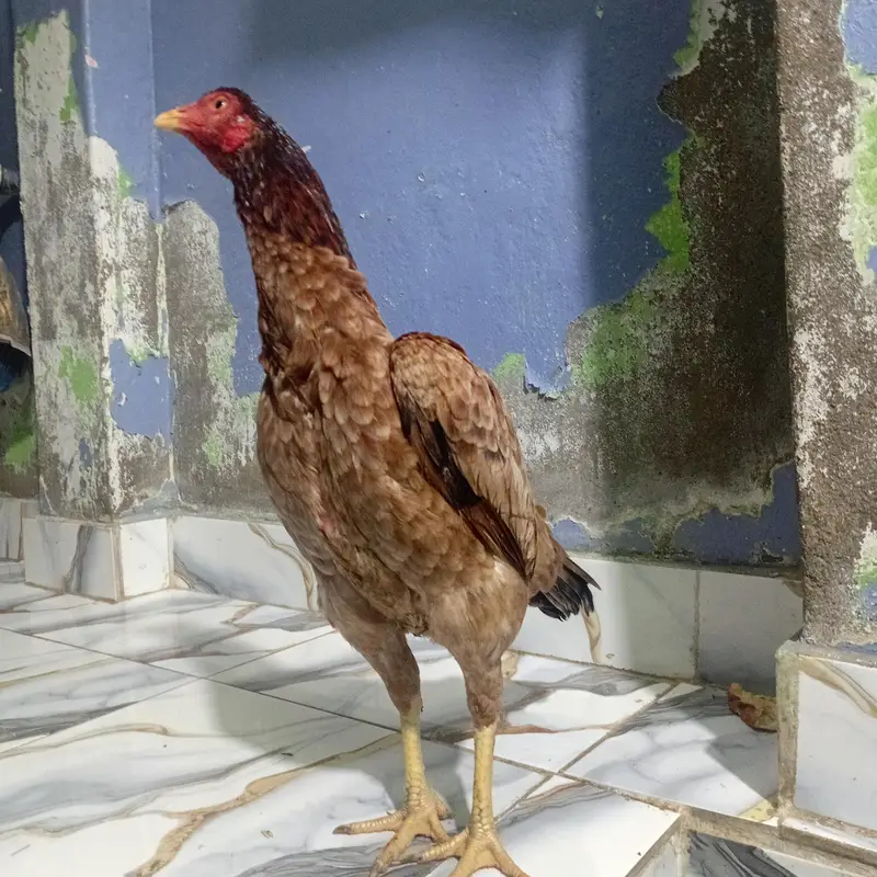 pure aseel birds — photo 4