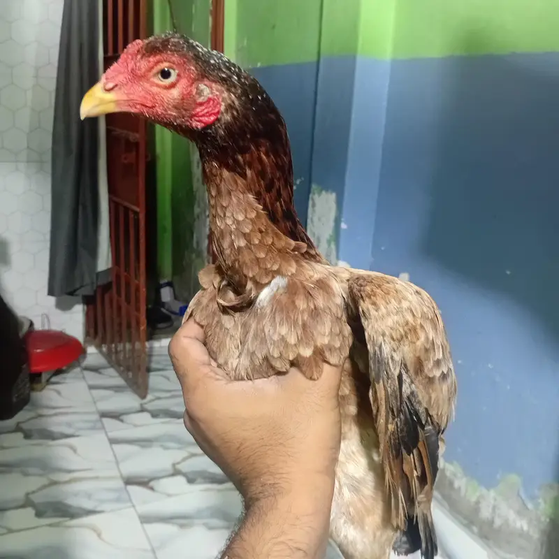 pure aseel birds — photo 5