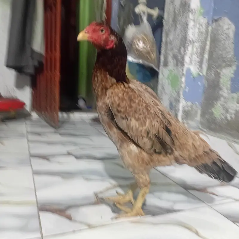 pure aseel birds — photo 6