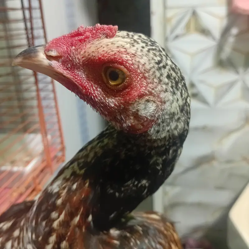 pure aseel birds — photo 8