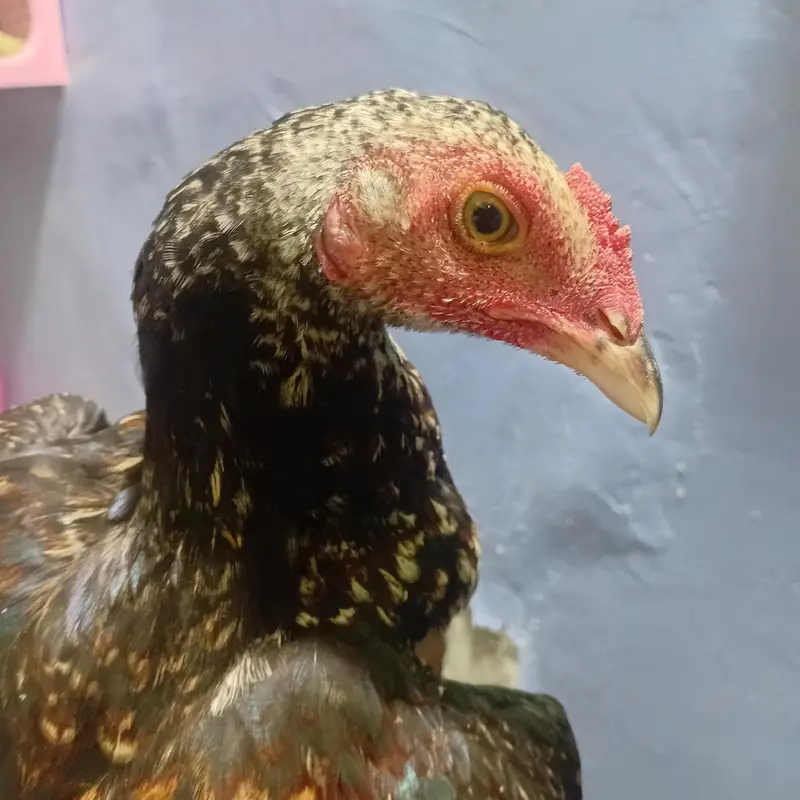 pure aseel birds — photo 9