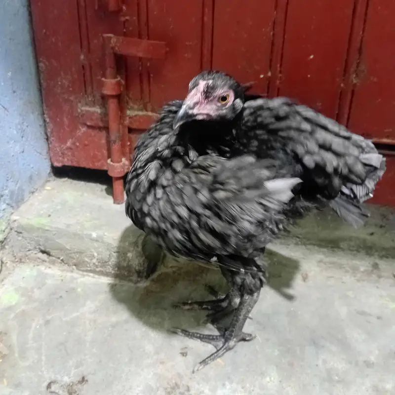 pure aseel birds — photo 11