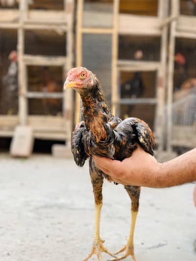 Aseel Amroha chicks
