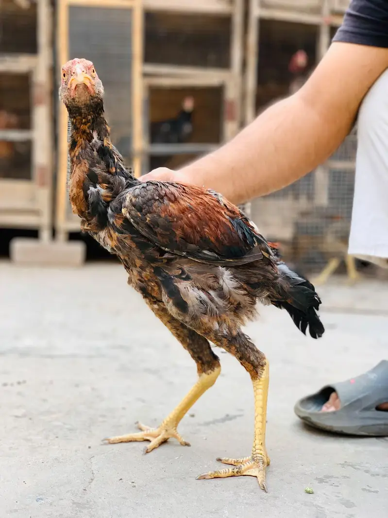 Aseel Amroha chicks — photo 2