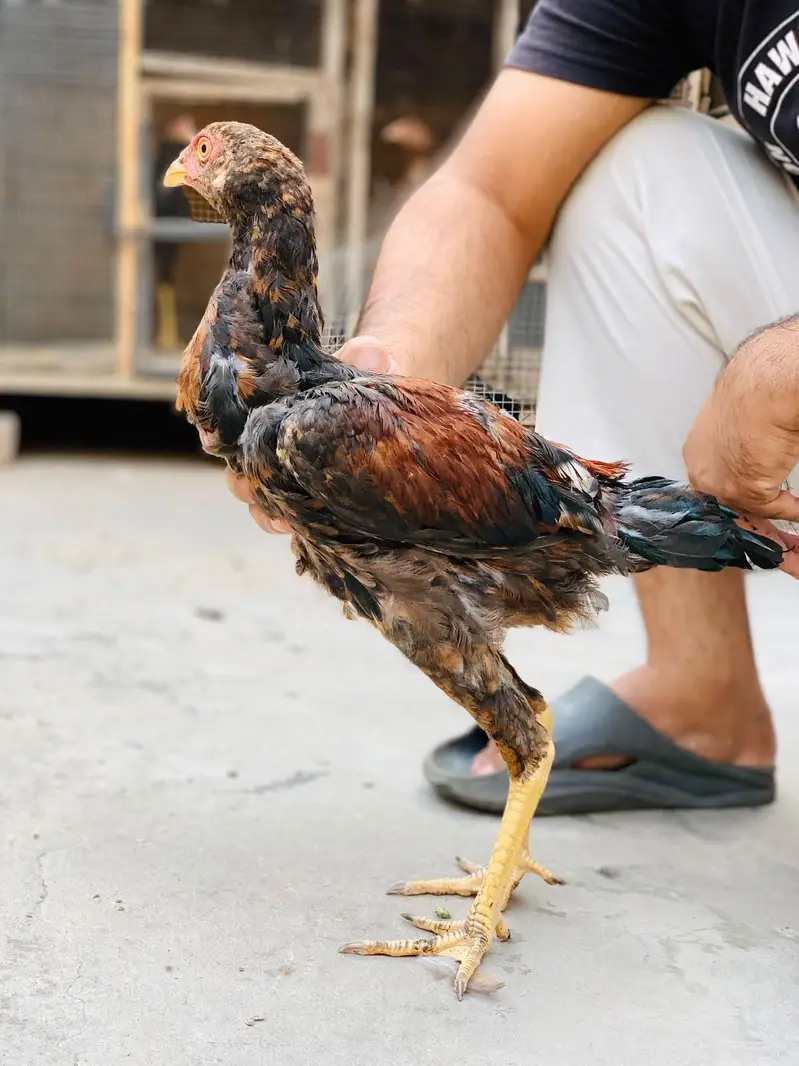 Aseel Amroha chicks — photo 3