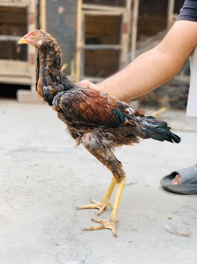 Aseel Amroha chicks — photo 4