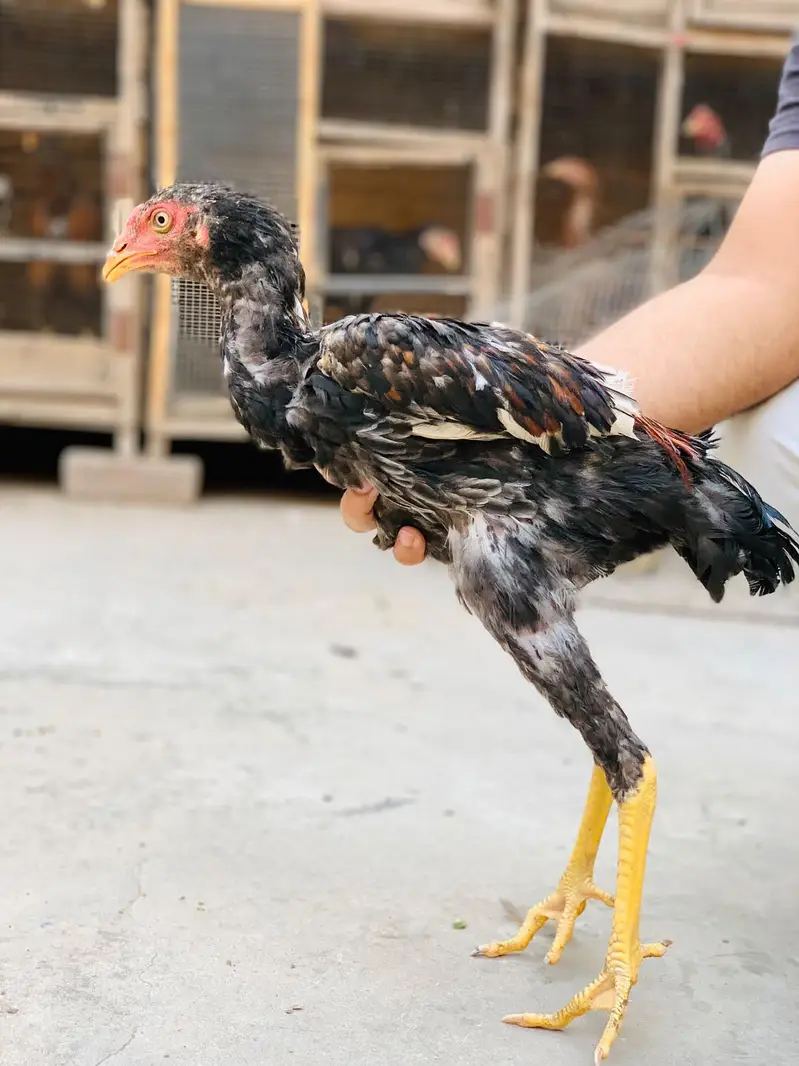 Aseel Amroha chicks — photo 5