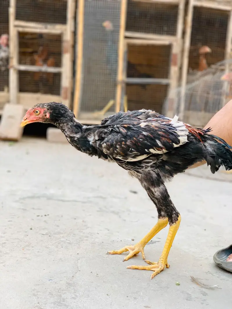 Aseel Amroha chicks — photo 6