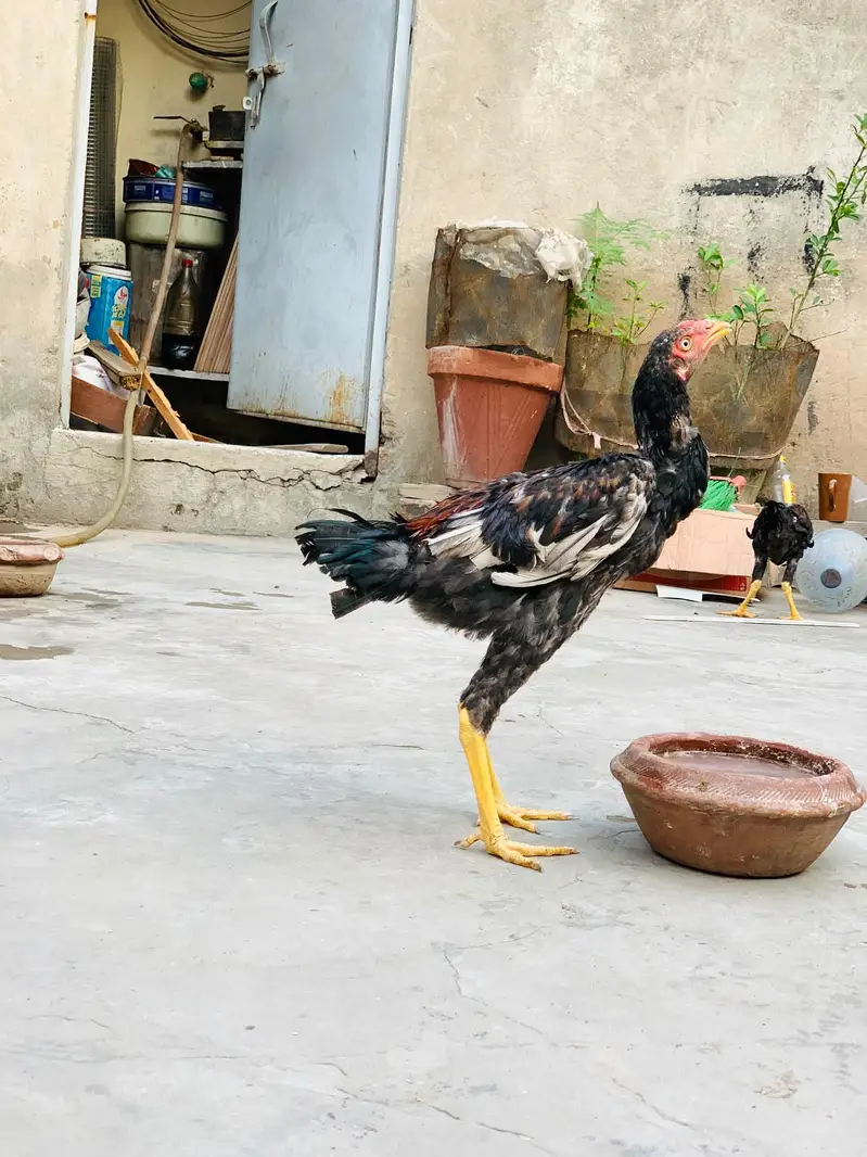 Aseel Amroha chicks — photo 7