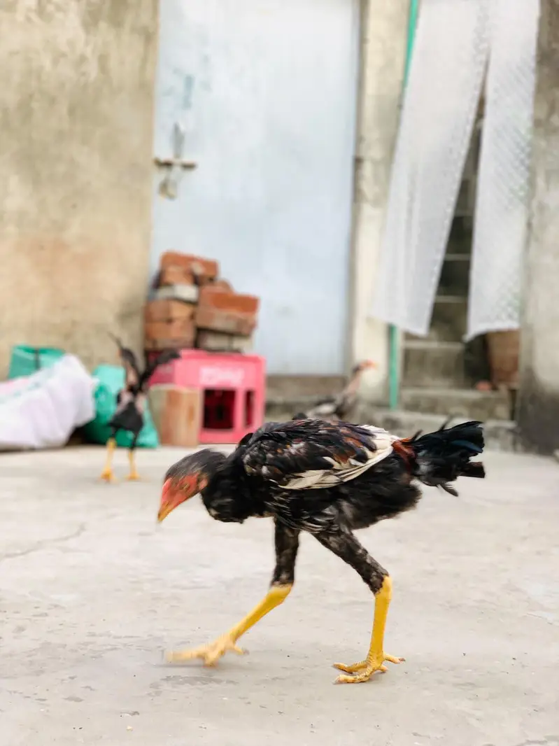 Aseel Amroha chicks — photo 8