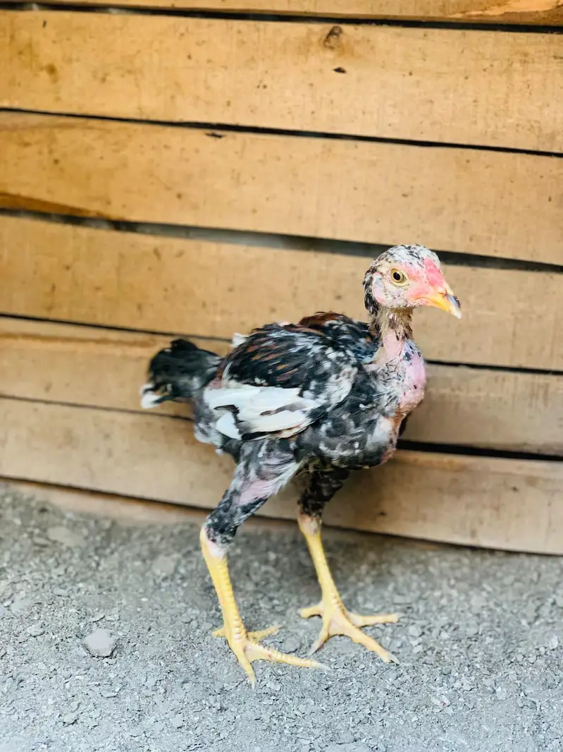 Aseel Amroha chicks — photo 9