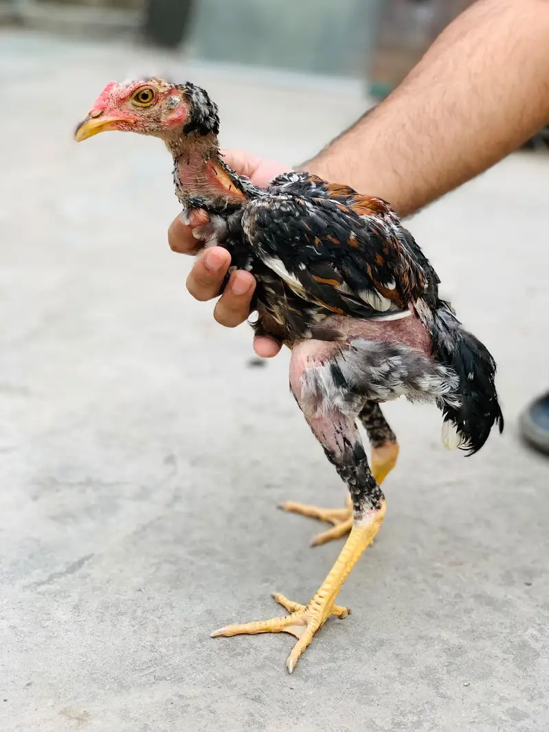 Aseel Amroha chicks — photo 10