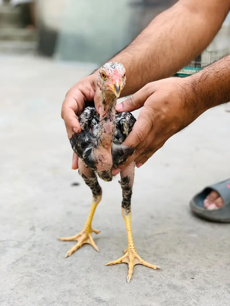 Aseel Amroha chicks — photo 11